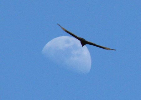 IMG_3335_moon